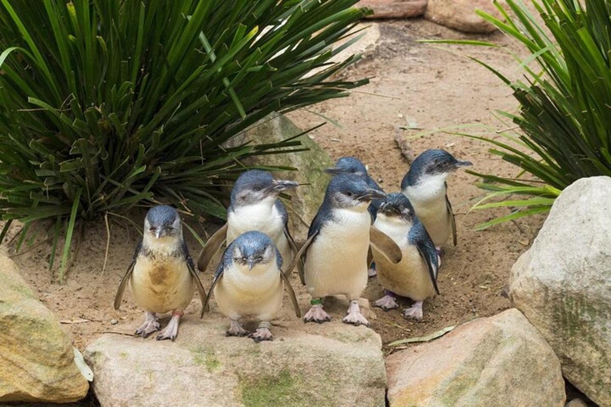 a group of birds standing on some rocks