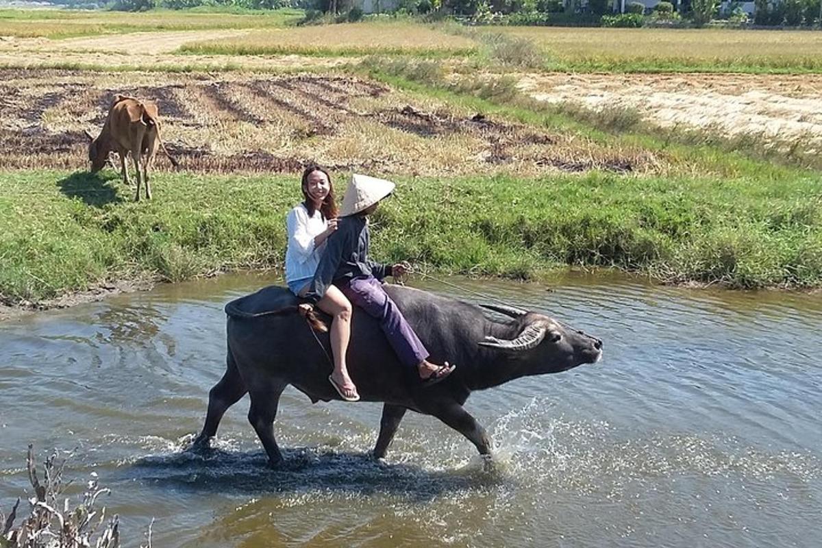 žena jedoucí na krávě ve vodě