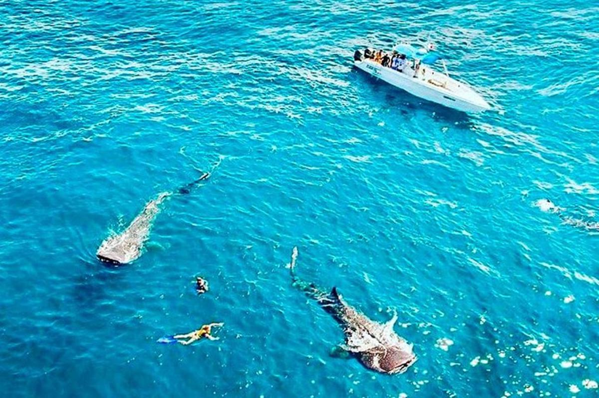 Τρία δελφίνια κολυμπούν στον ωκεανό με μια βάρκα