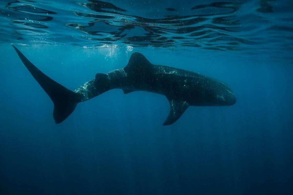 ein Walhai, der im Wasser schwimmt