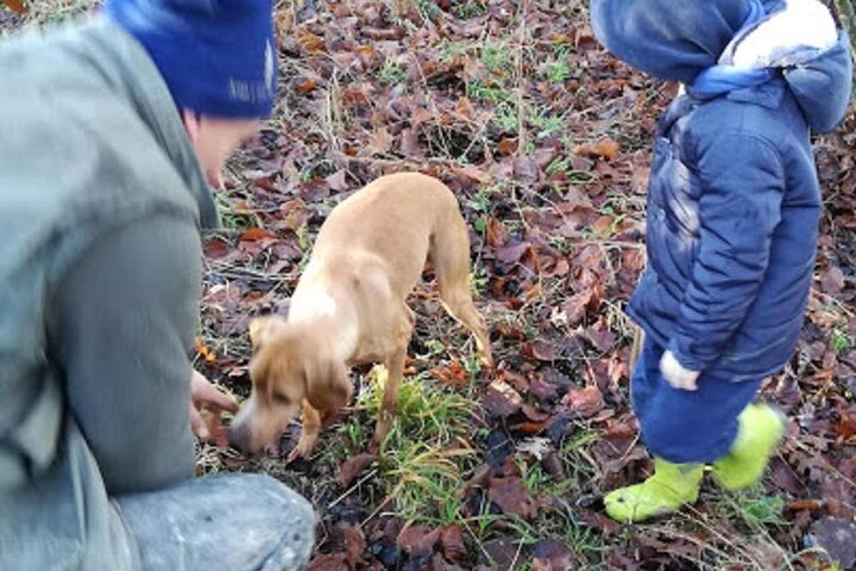 a man and a child and a dog in the grass