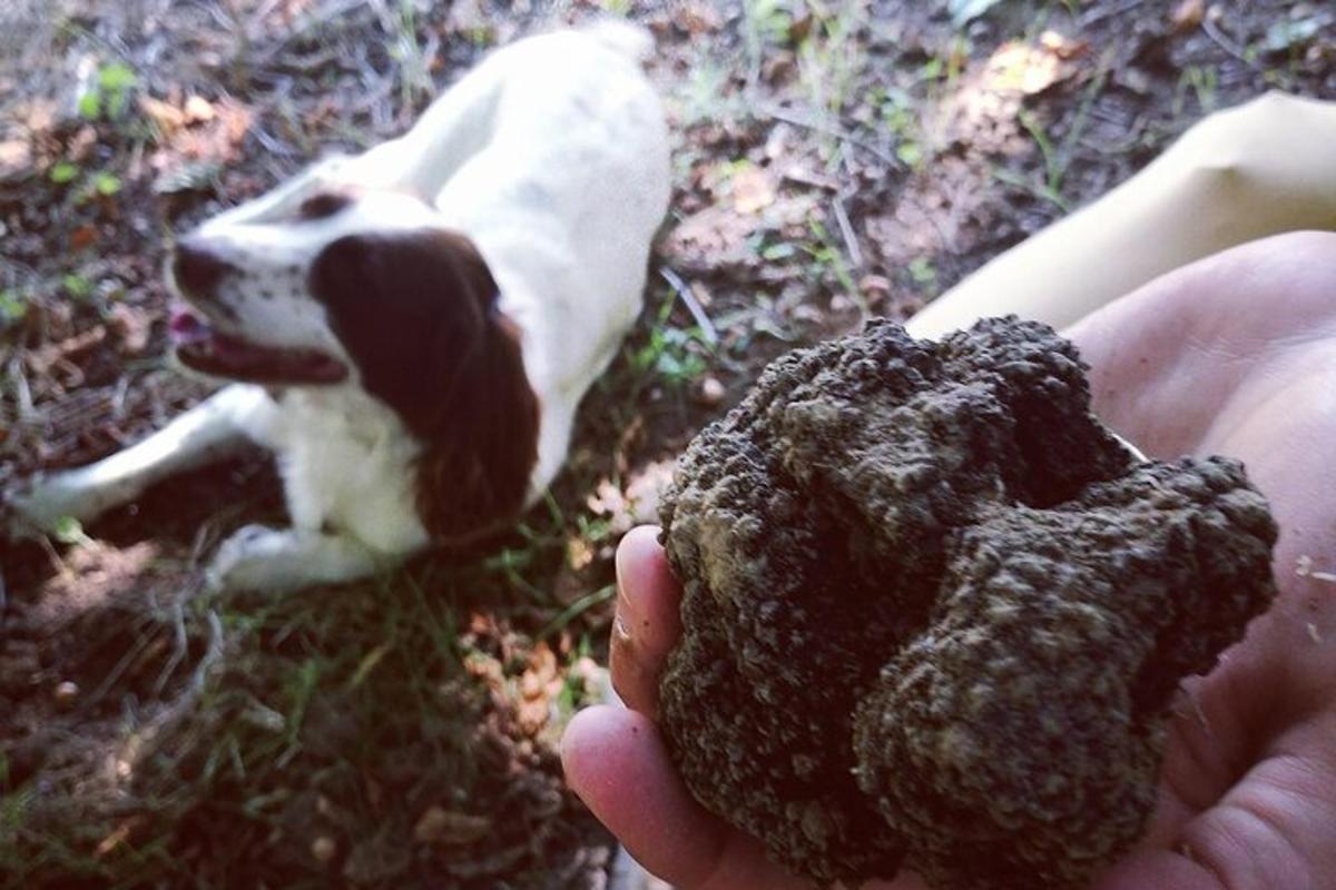 a person holding a toy dog laying on the ground