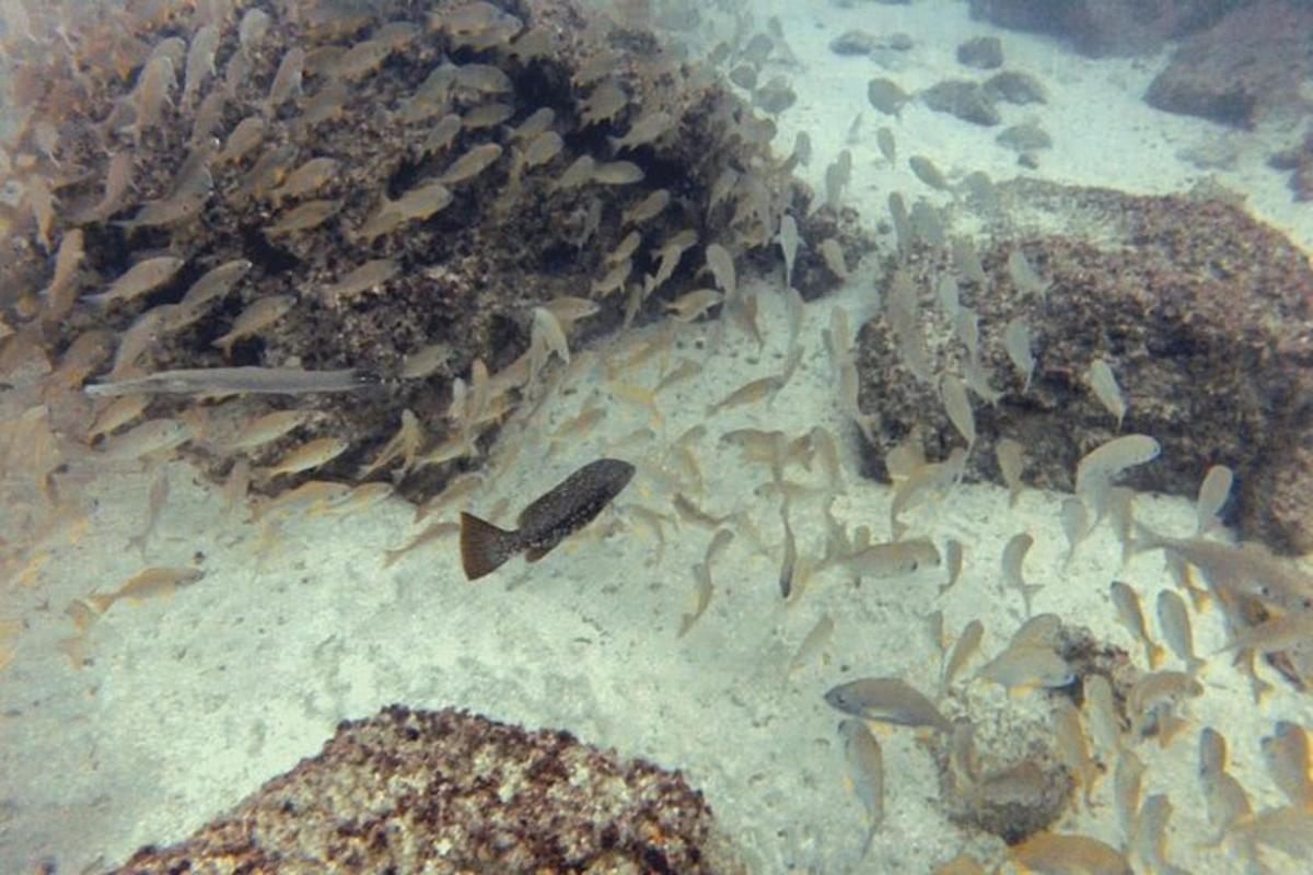 un grupo de peces nadando en el agua