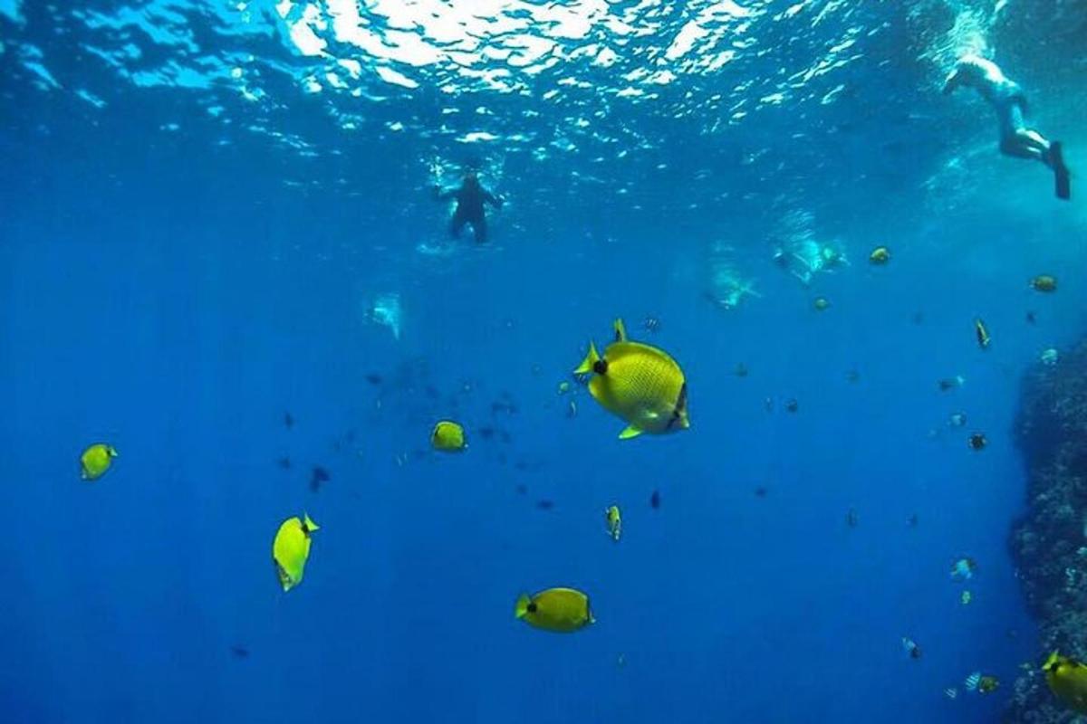 hópur fiska sem synda í bláu vatninu