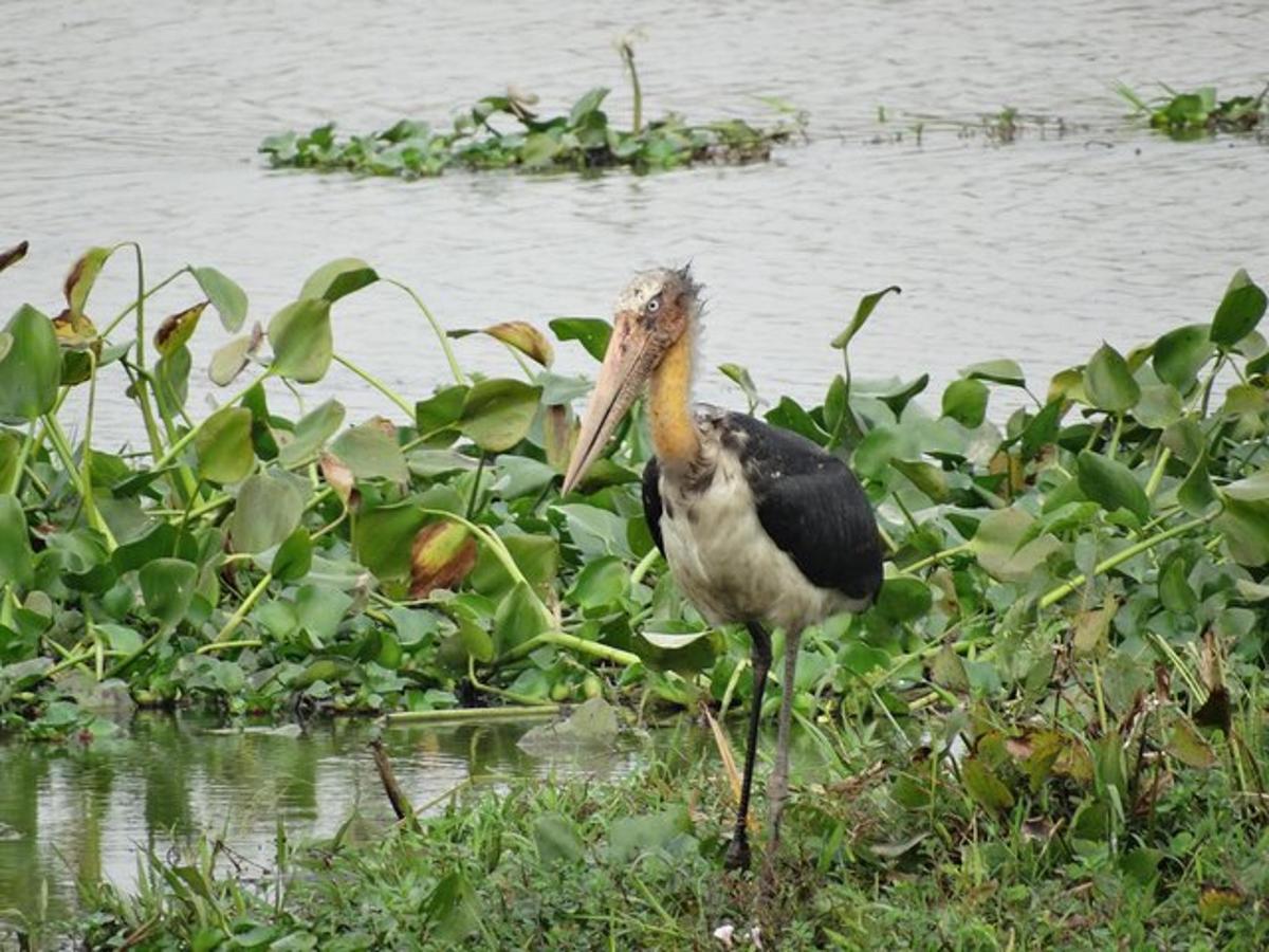 un uccello in piedi nell'erba vicino all'acqua