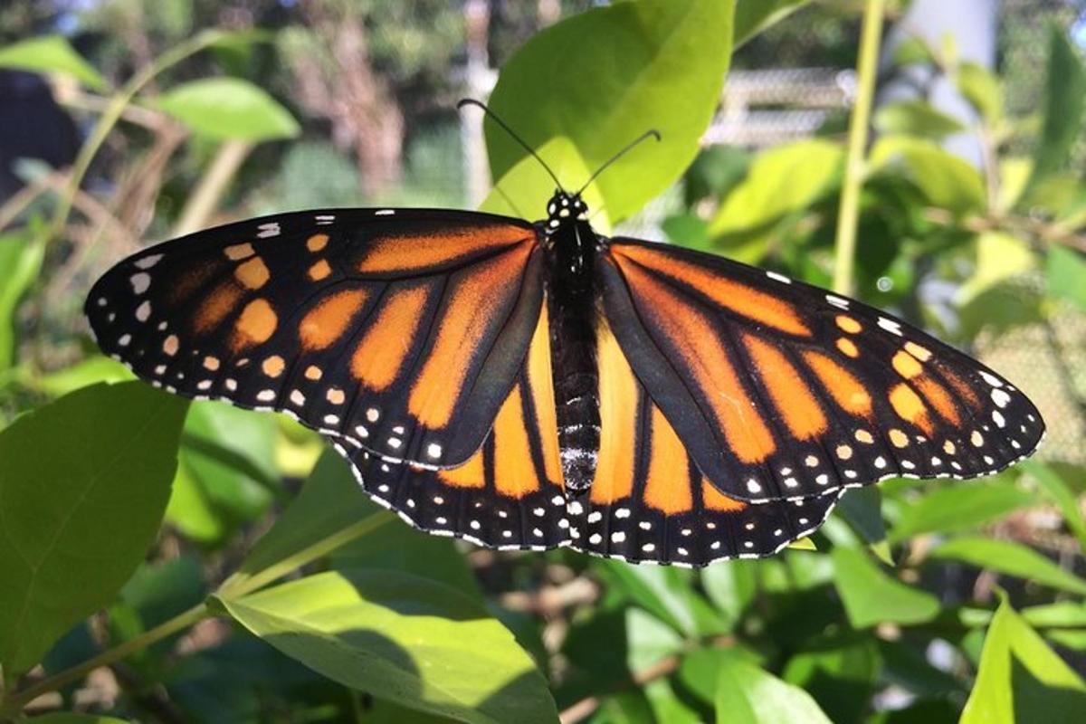 uma borboleta monarca está sentada em uma planta