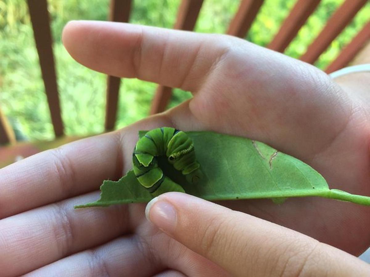 a person holding a small frog on a green leaf
