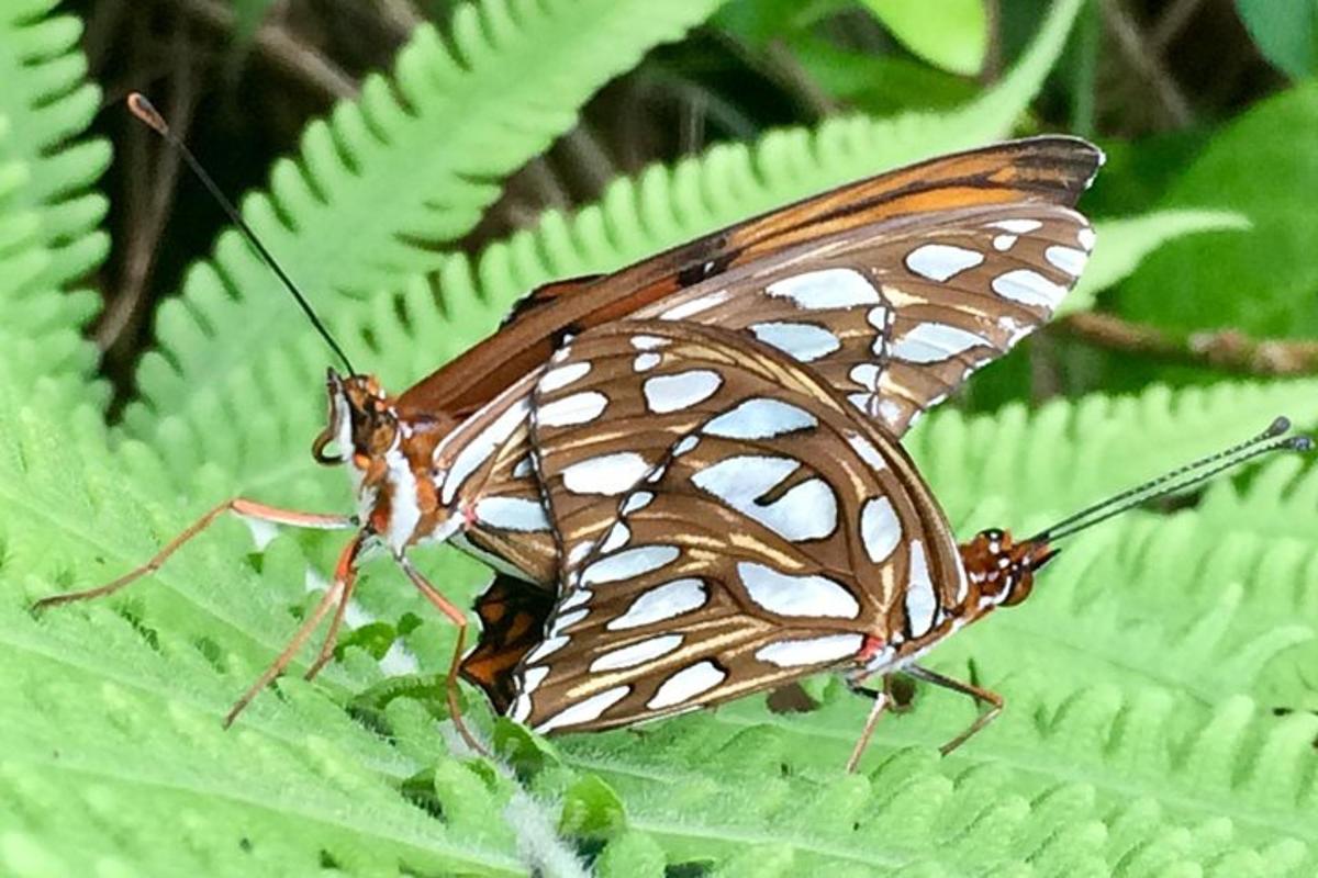 a brown and white butterfly sitting on a green leaf