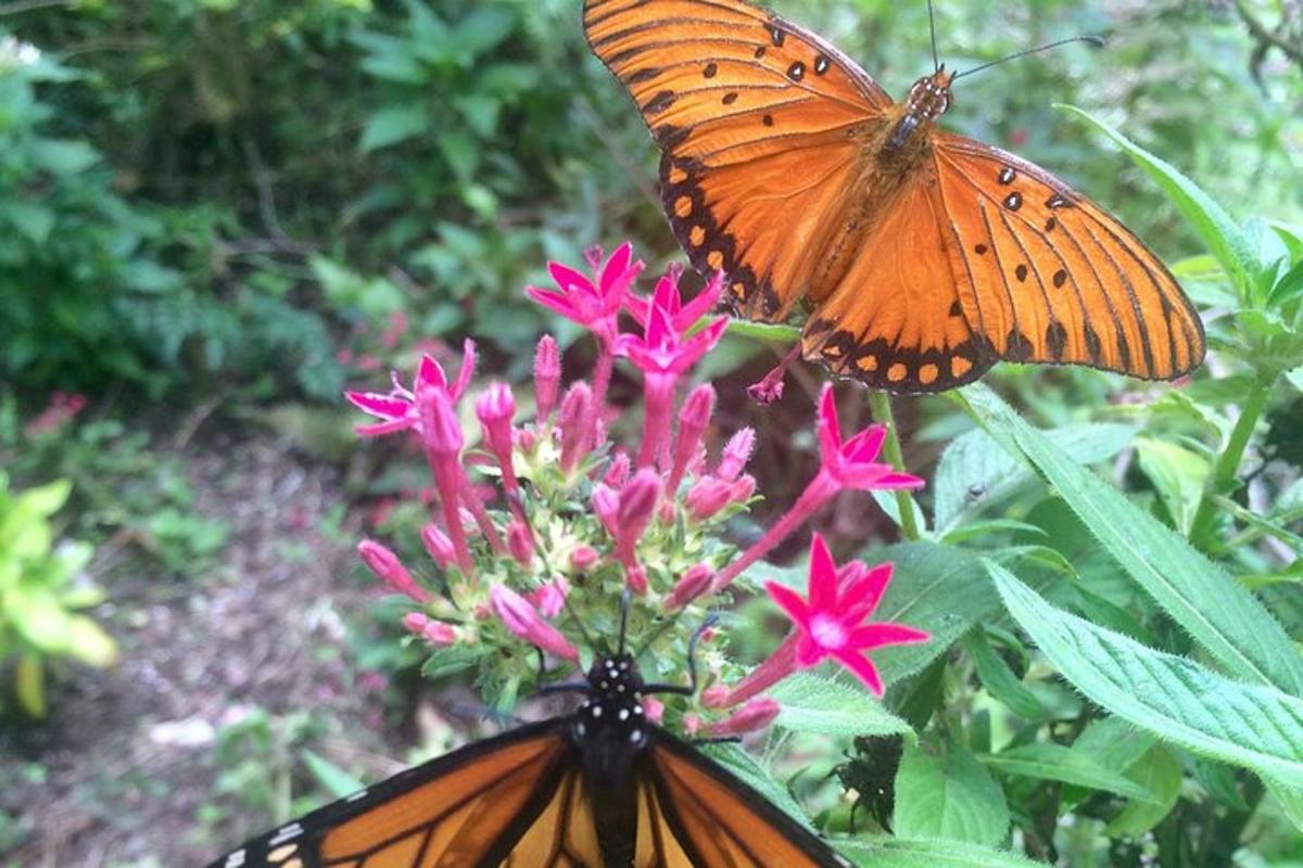 two butterflies are sitting on a pink flower