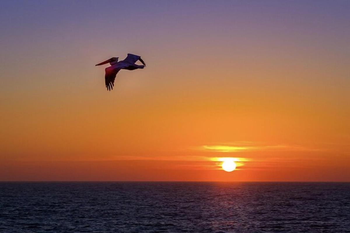 a bird flying in front of the sunset