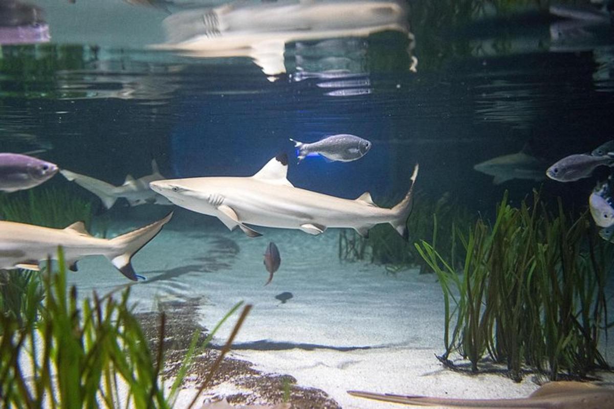 a group of fish swimming in an aquarium