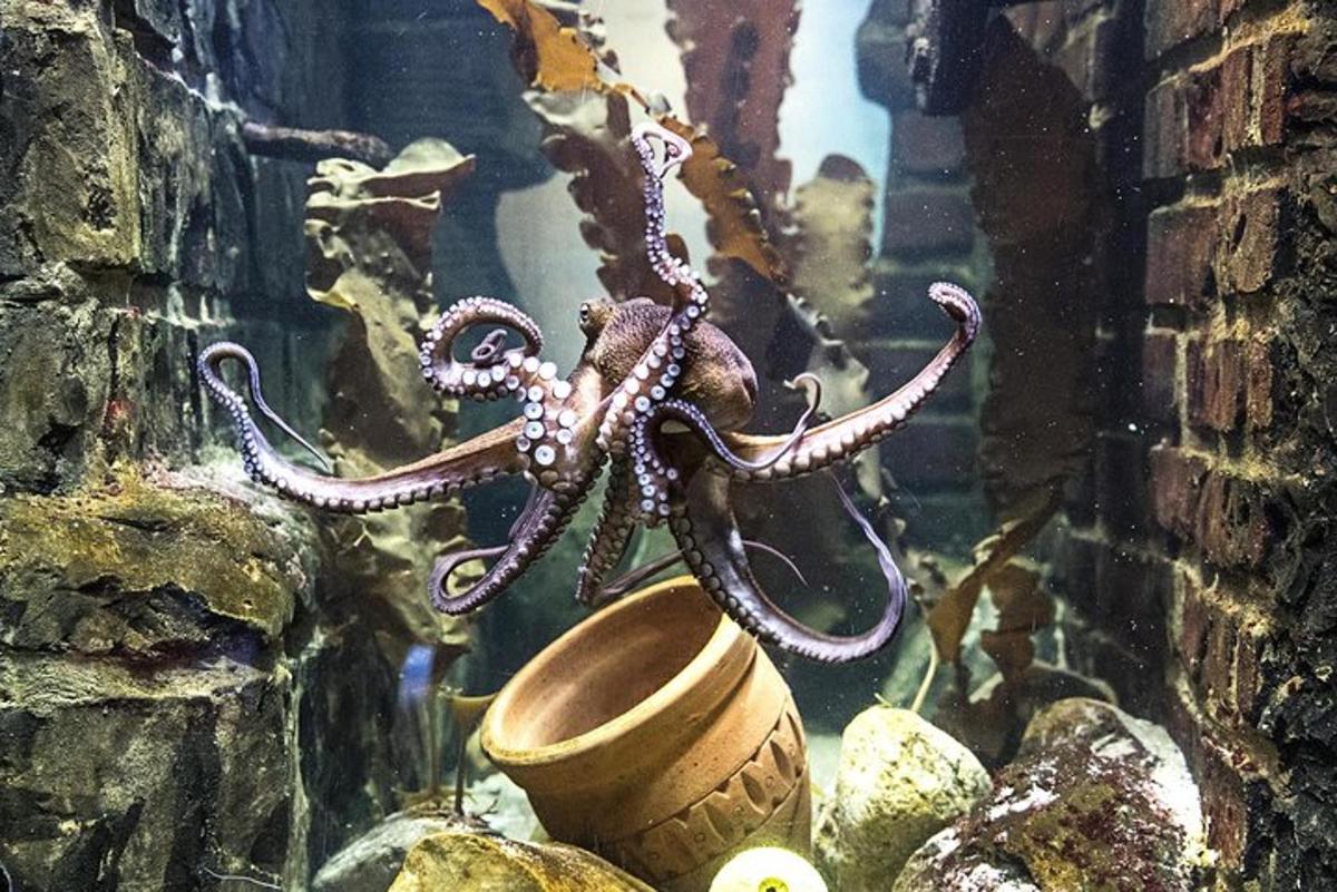 an octopus sitting on a vase in a aquarium