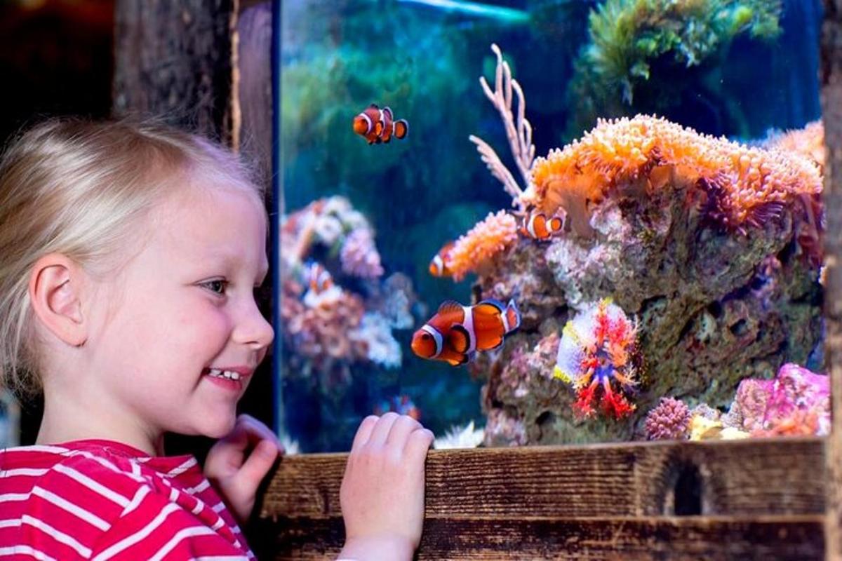 a little girl looking at fish in an aquarium