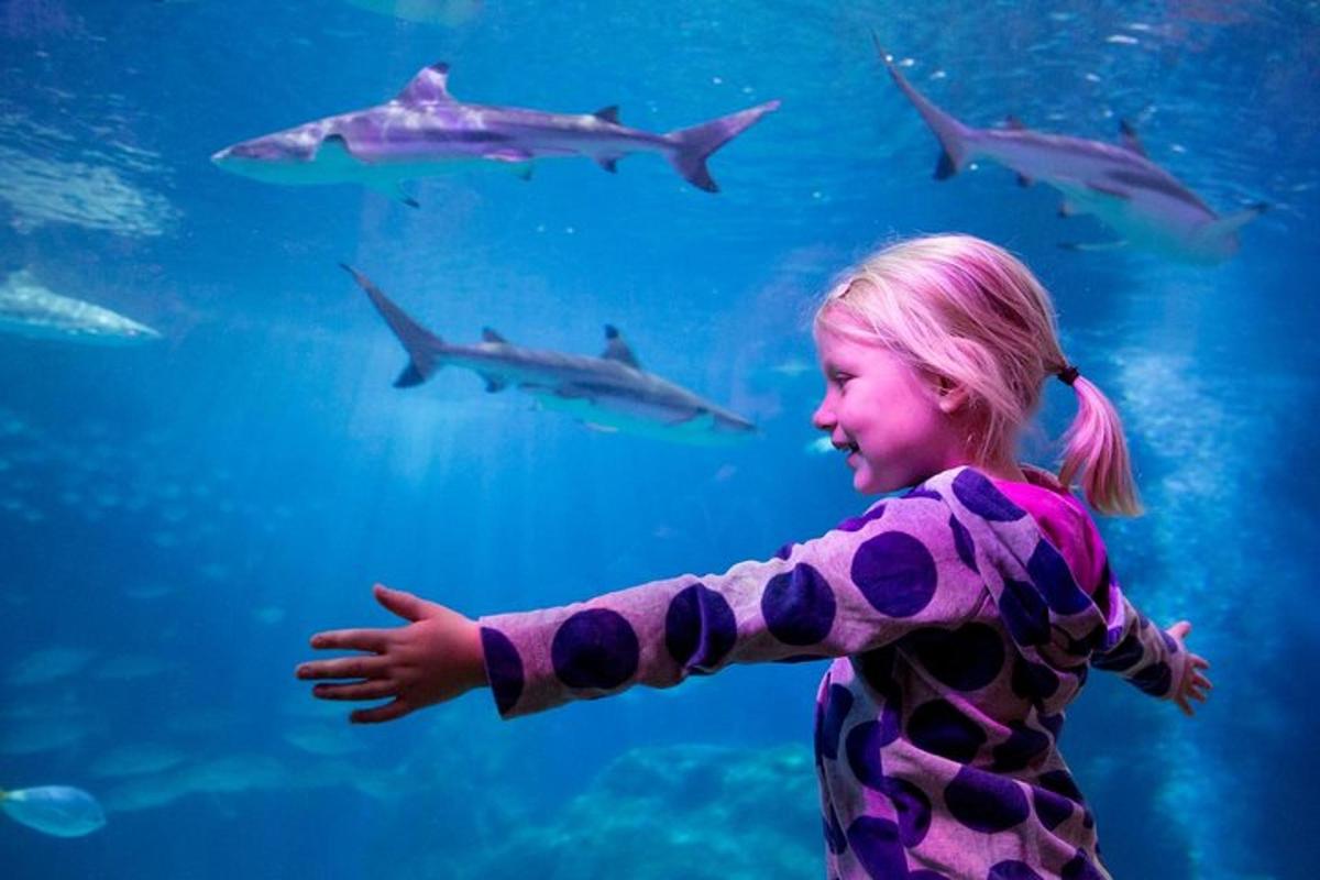 a little girl looking at sharks in an aquarium