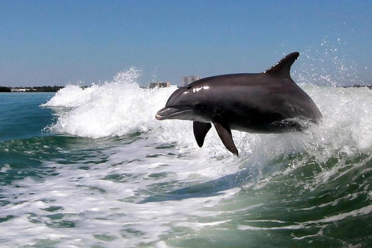 a dolphin jumping out of the water on a boat