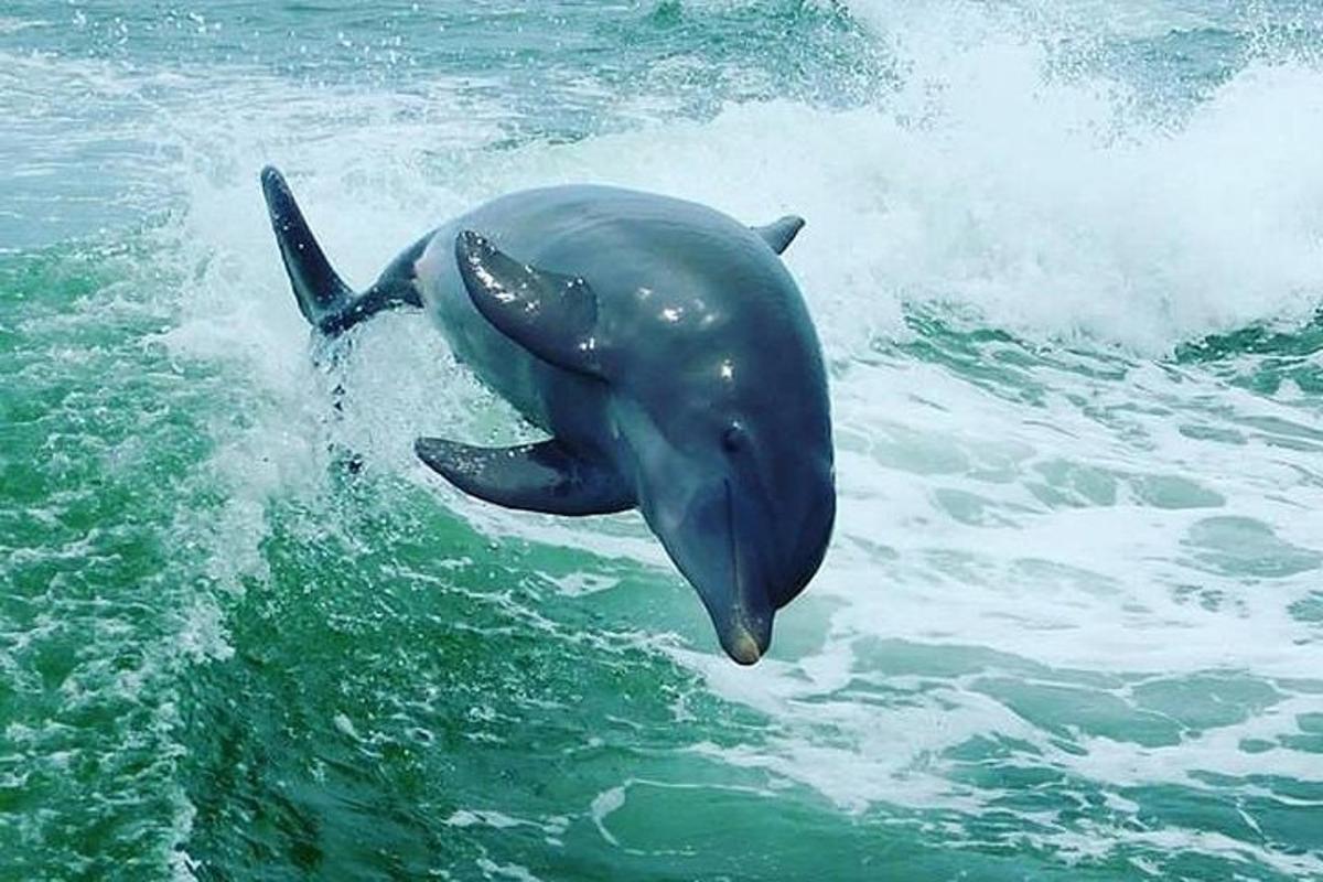 a dolphin in the water in the ocean