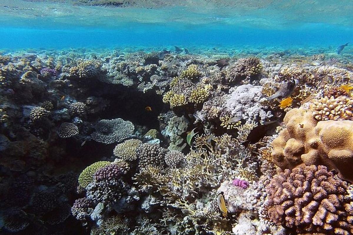 корални гребен са пуно рибе у води