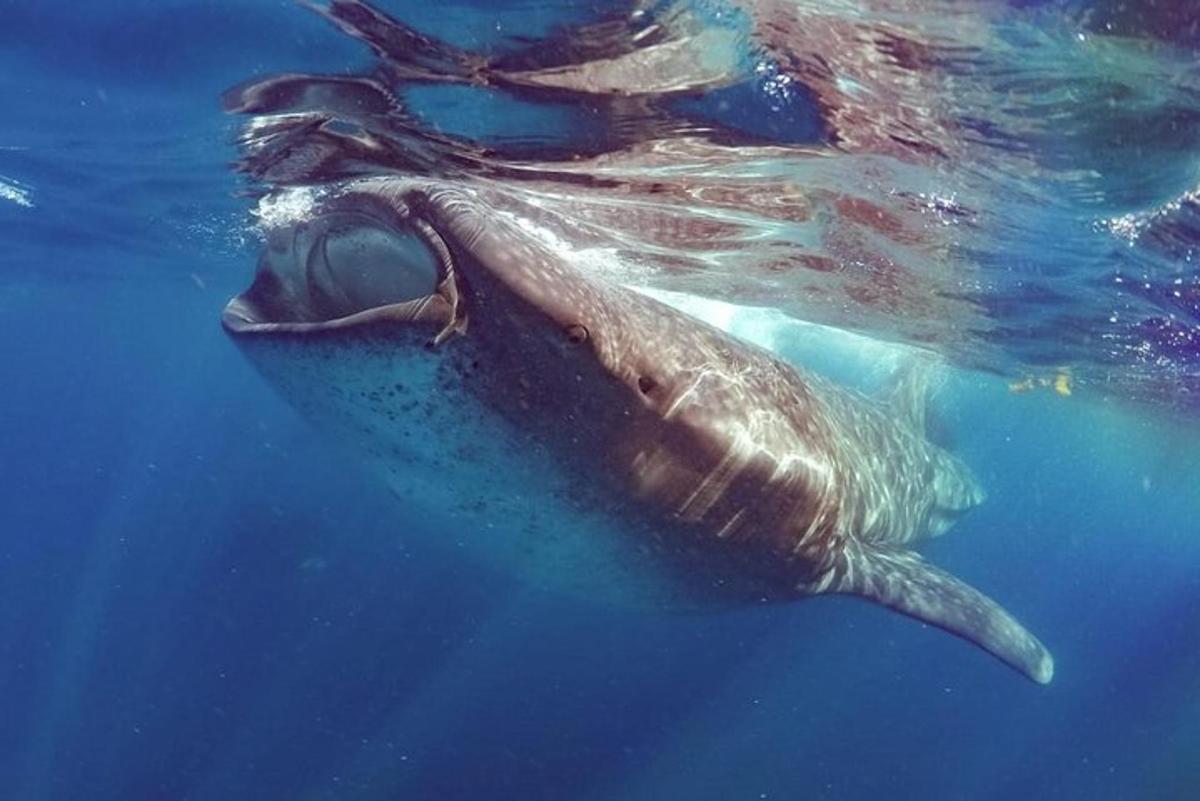 uno squalo balena che nuota nell'acqua