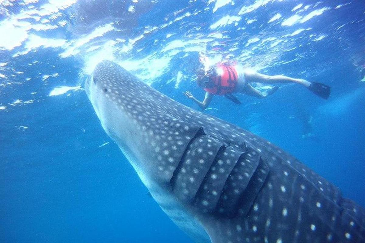una persona che nuota accanto a uno squalo balena in acqua