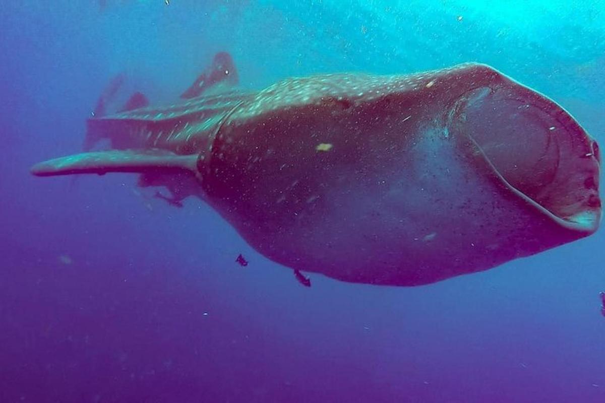 un grande squalo balena che nuota nell'acqua