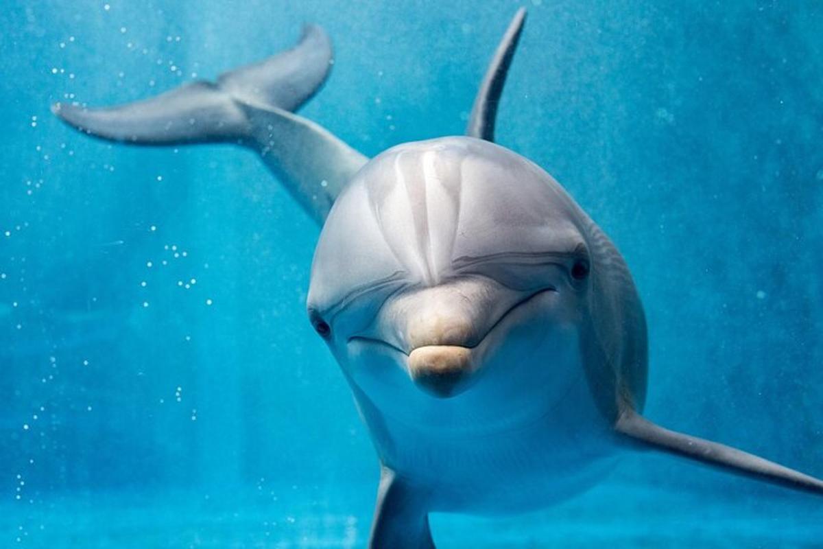 a dolphin swimming in the water with its mouth open