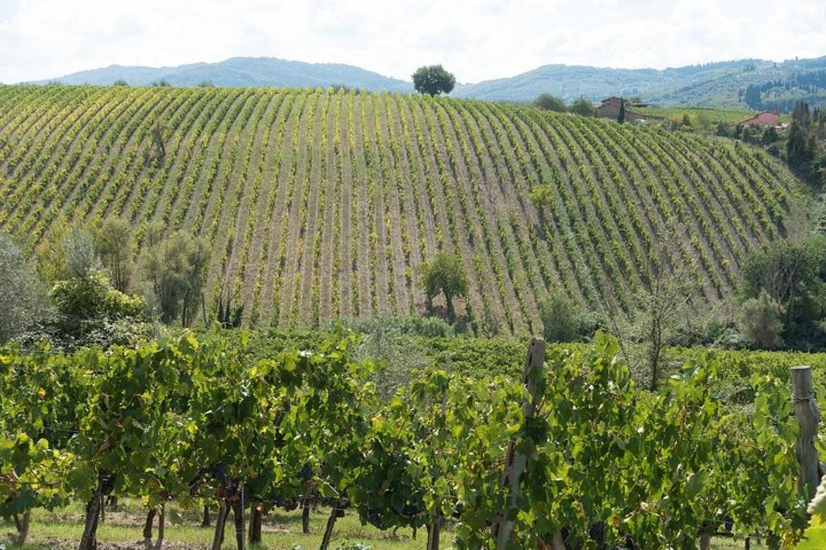 a vineyard with a bunch of grapes on a hill