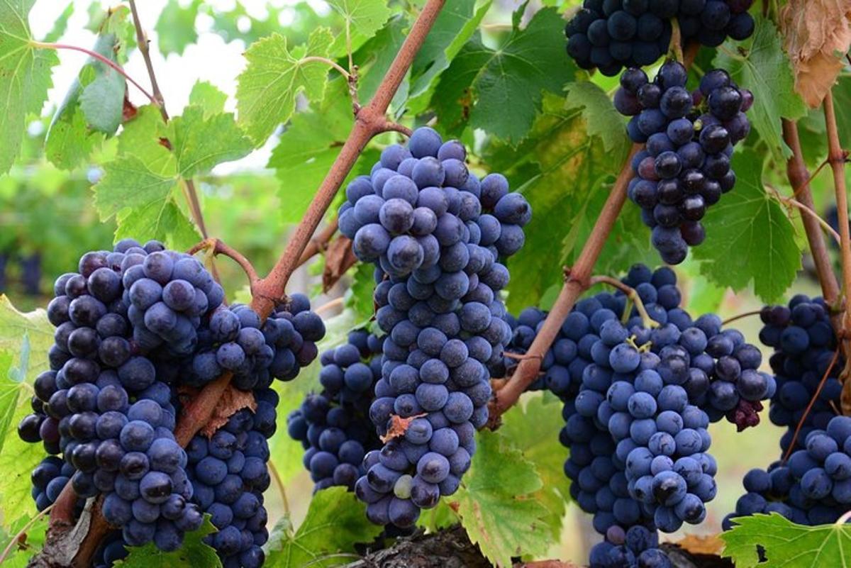 a bunch of purple grapes hanging from a tree