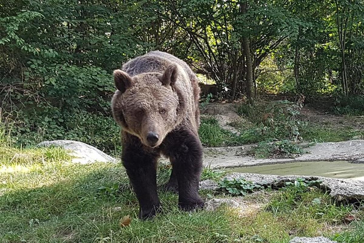 a large brown bear walking in the grass