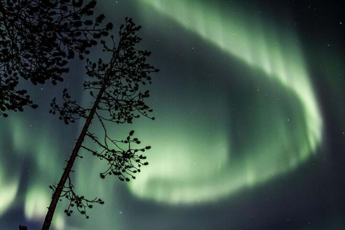 mynd af norðurljósum á himninum með tré