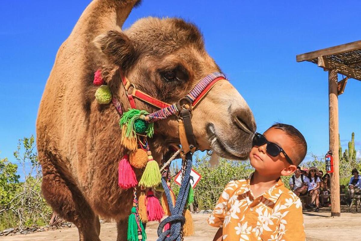 a young boy standing next to a camel