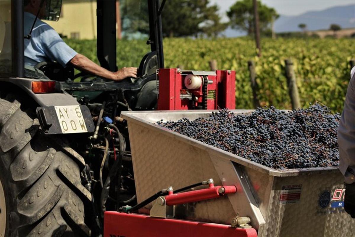 muž řídící traktor s kontejnerem hroznů