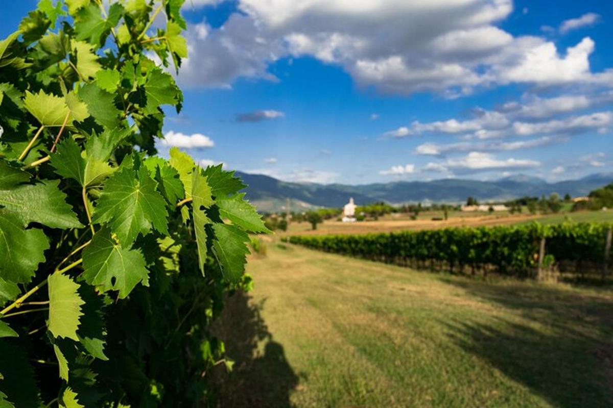 un campo di viti con cielo azzurro e nuvole