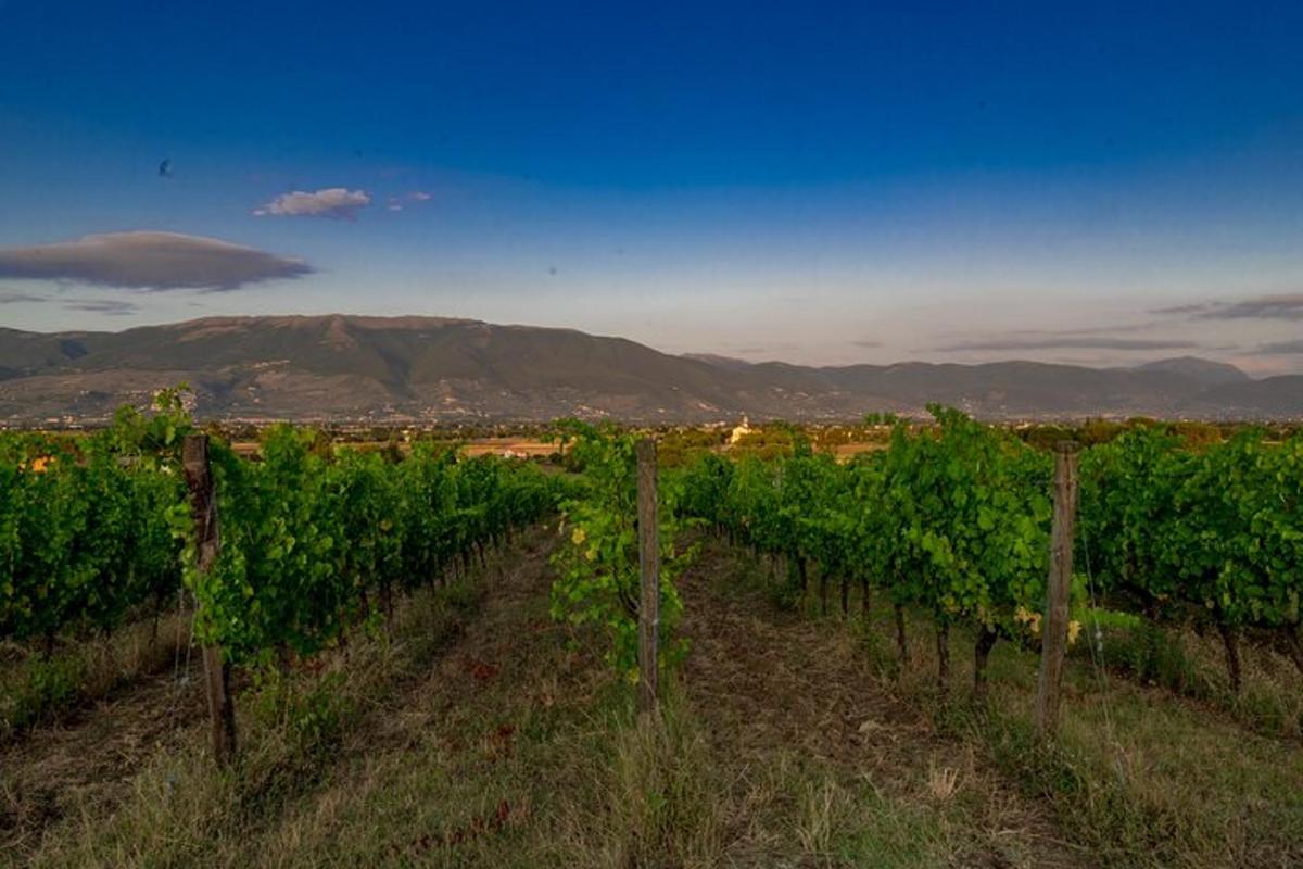un vigneto con vista sulle montagne sullo sfondo