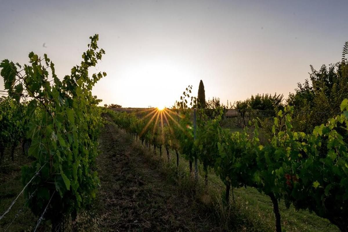 un sole che tramonta su un filare di viti