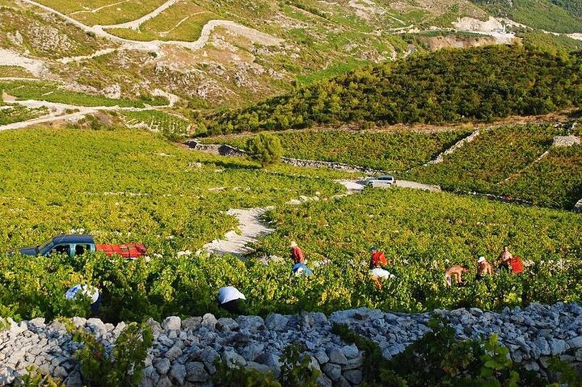 un grupo de personas caminando en un campo de flores