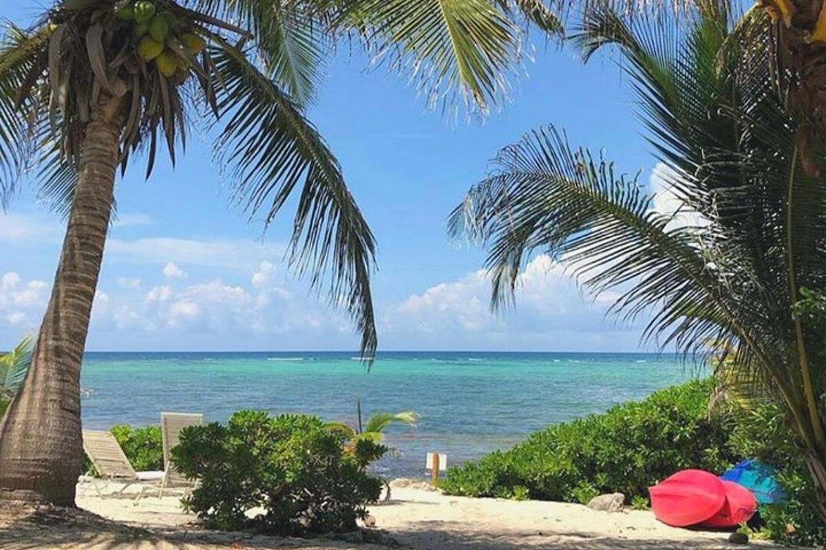 una spiaggia con due palme e l'oceano