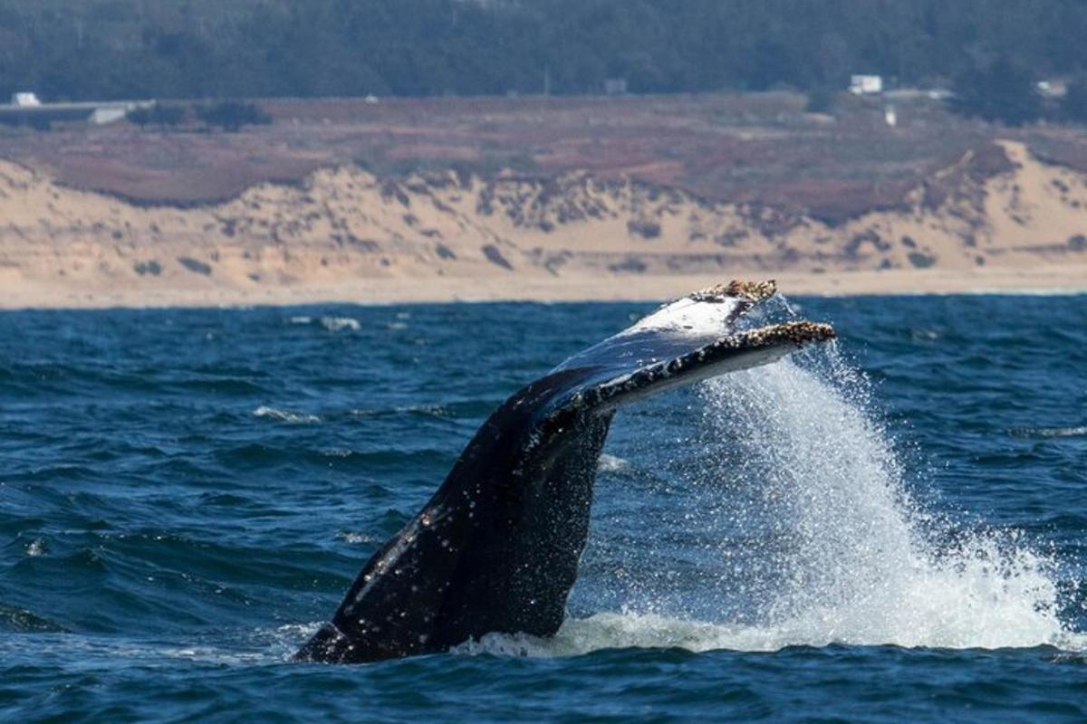 a whale sticking its tail out of the water