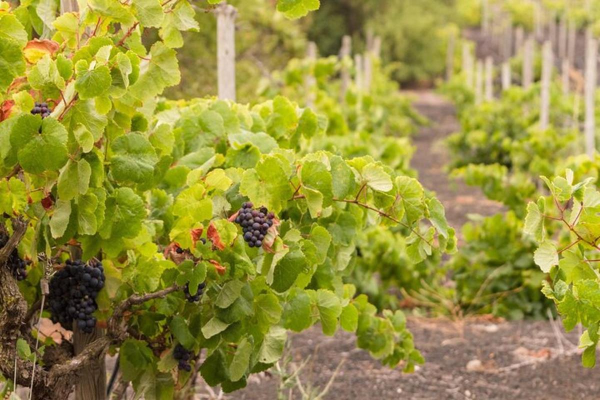a bunch of blackberries on a plant in a garden