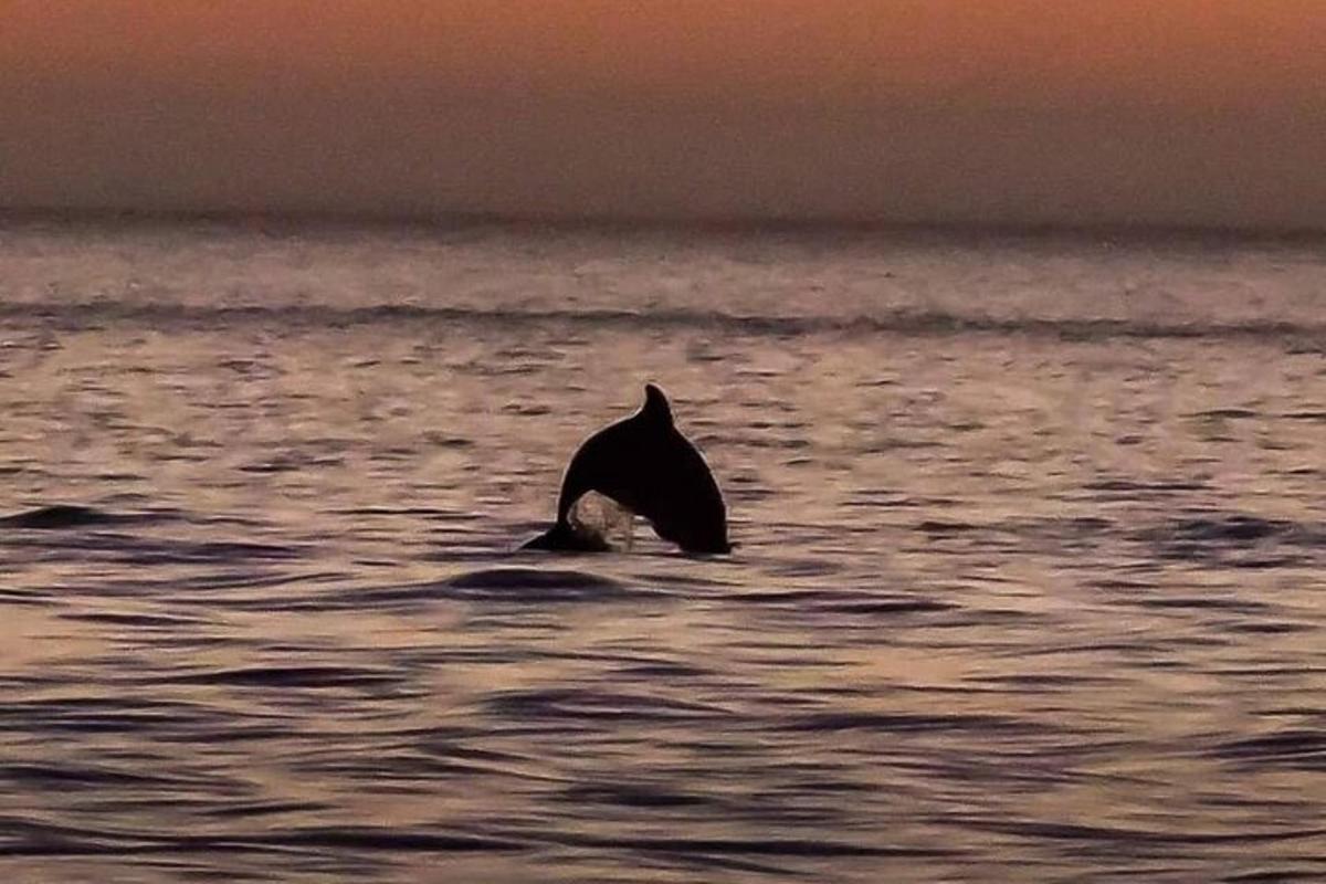 un delfin înotând în apă la apus
