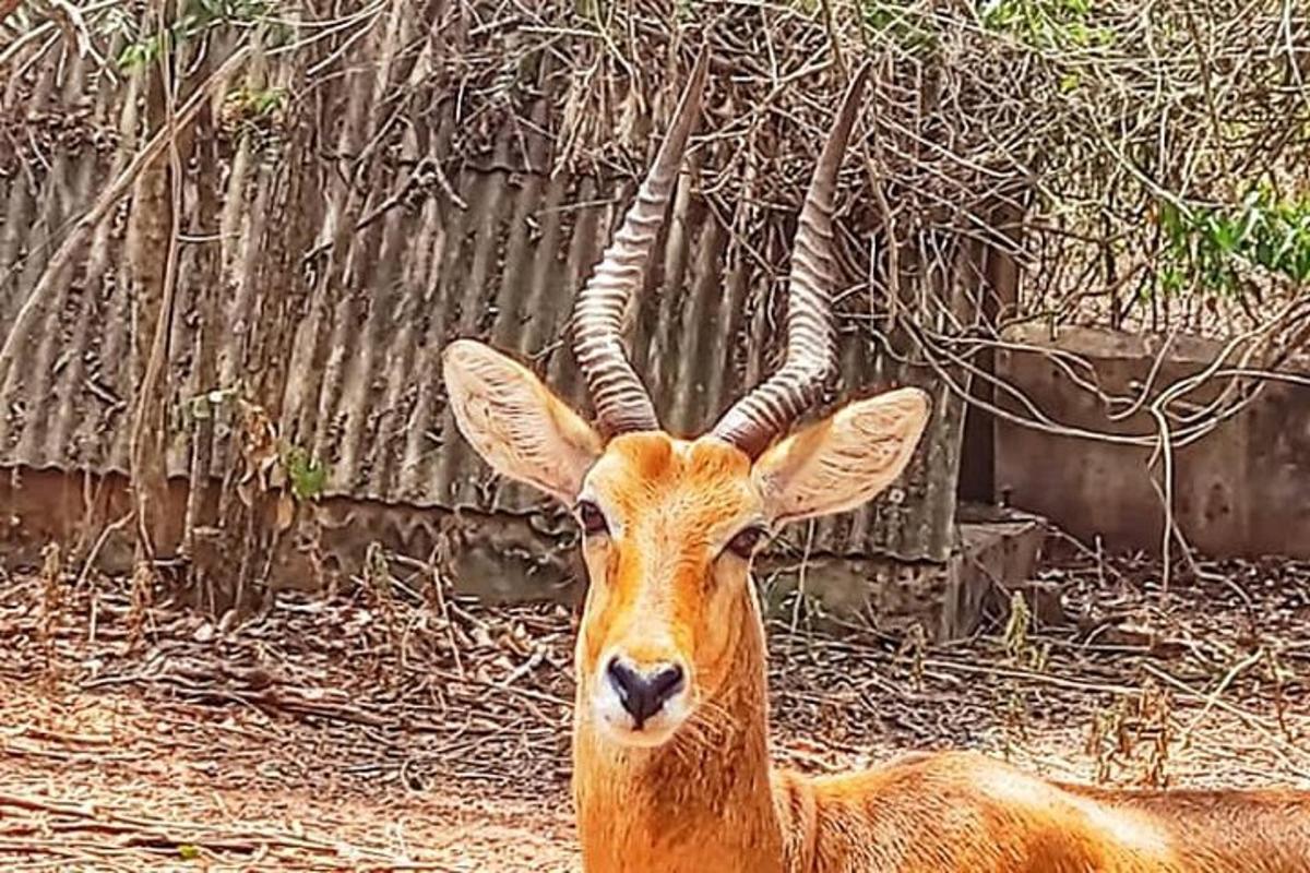 uma gazela com chifres longos sentada em frente a uma cerca