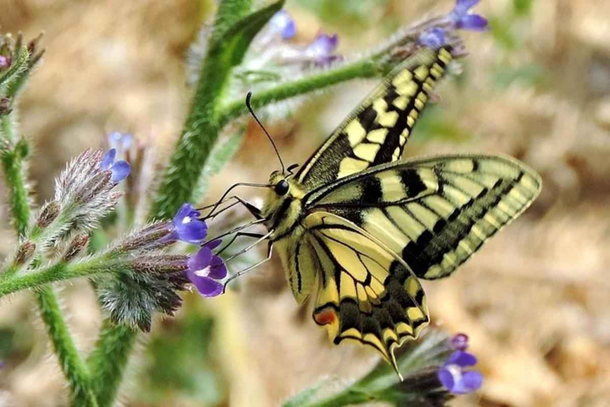 a butterfly is sitting on a purple flower