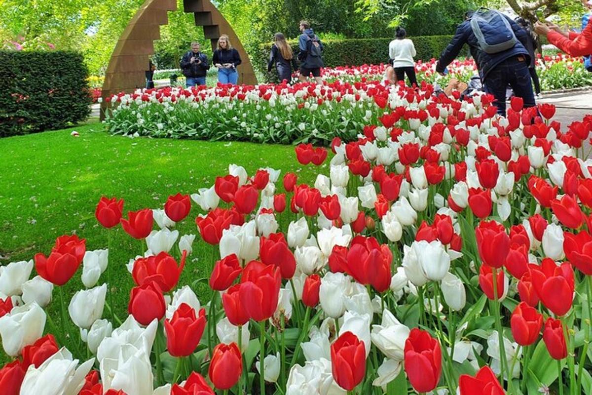 a field of red and white tulips in a park