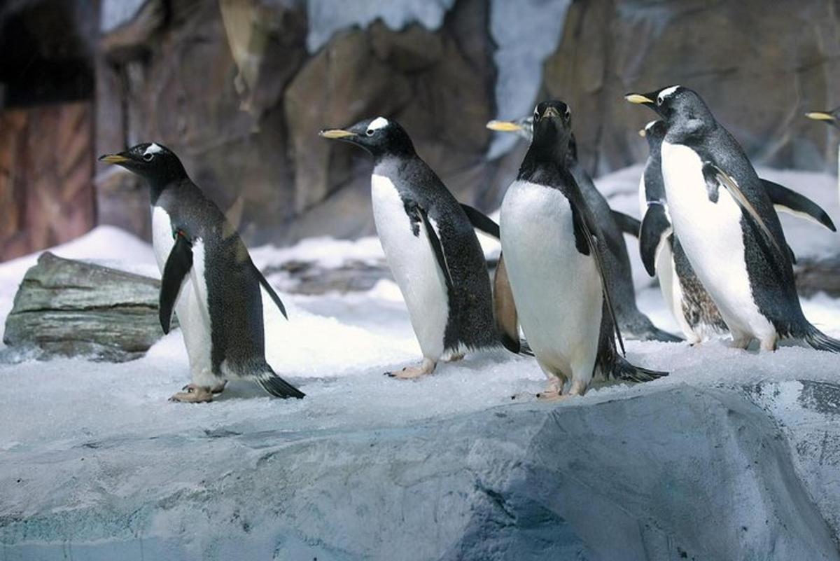 a group of penguins standing on a rock in the snow
