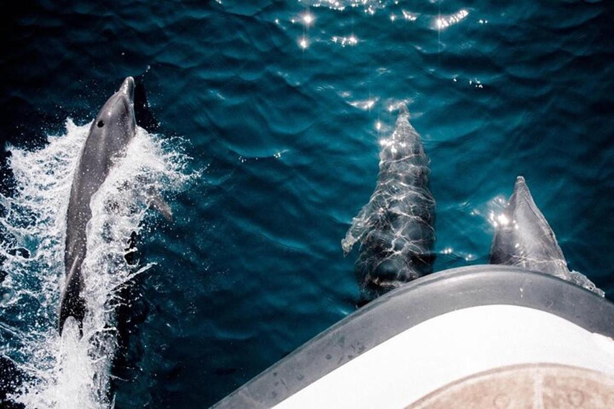 two dolphins in the water next to a boat