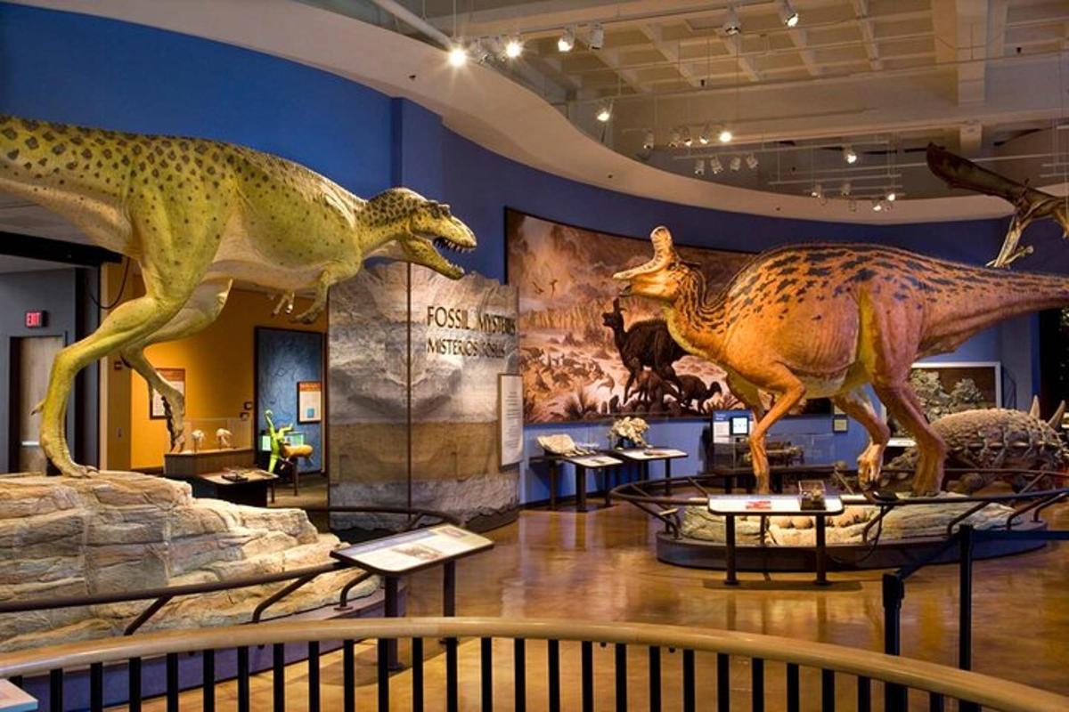 two dinosaur skeletons on display in a museum