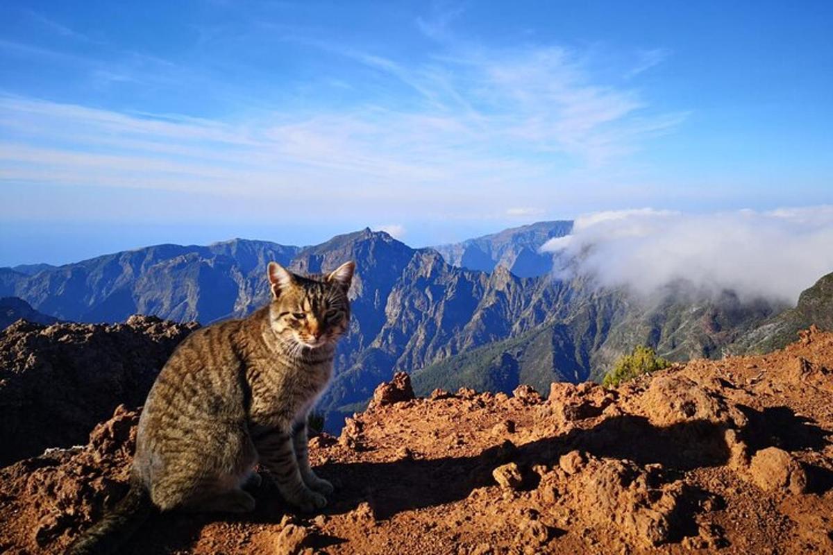 un gatto seduto sulla cima di una montagna