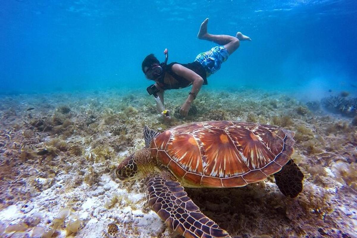 muž plave vedle želvy v oceánu