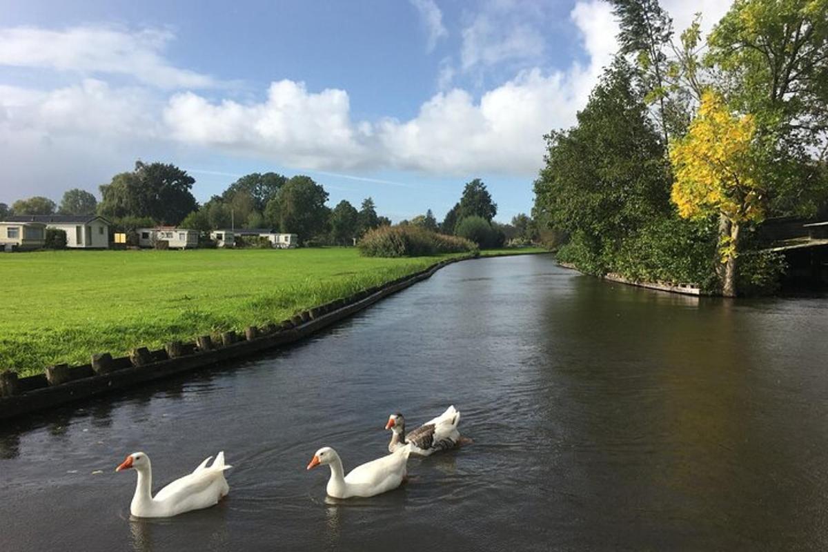 a group of white ducks swimming in a river
