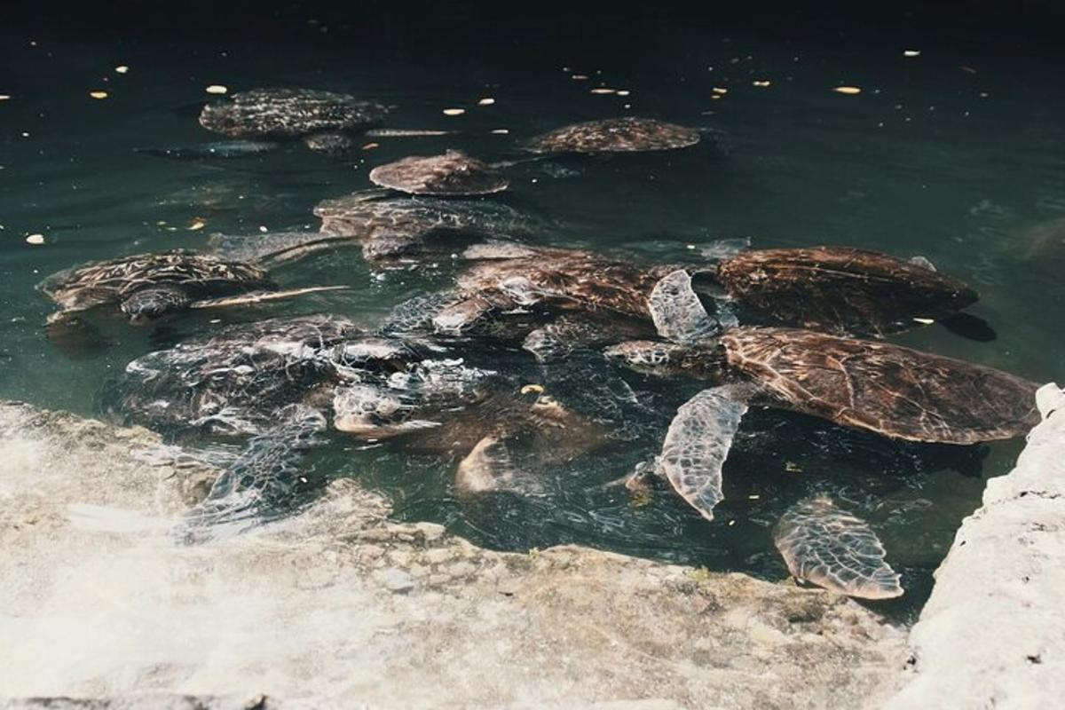 sekumpulan penyu berenang di dalam air