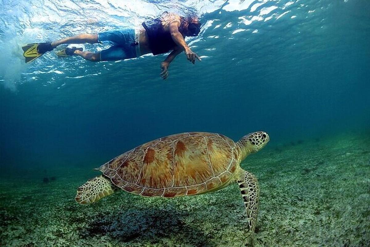 un home nedant al costat d'una tortuga a l'oceà